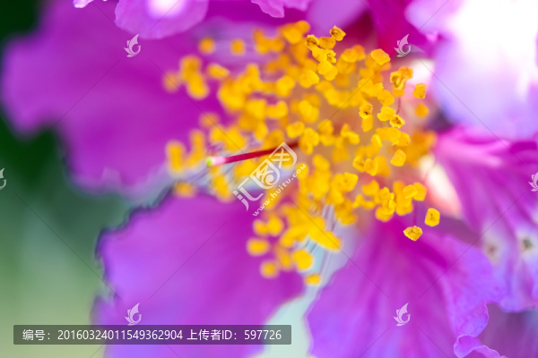 粉紅回憶