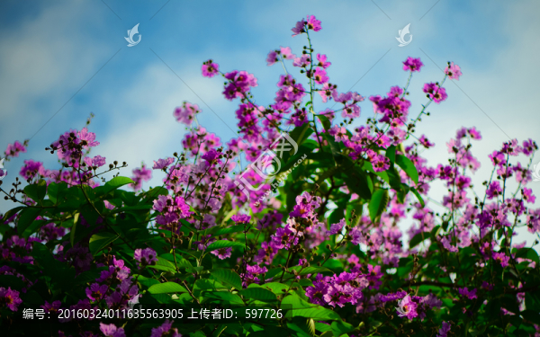 藍(lán)天花卉背景