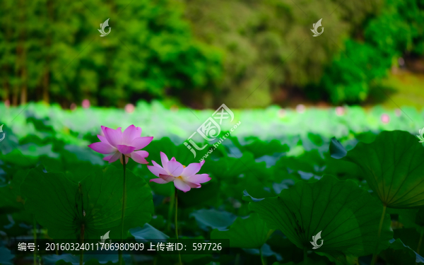 夏日荷花