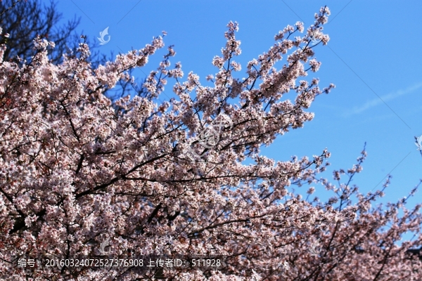 櫻花