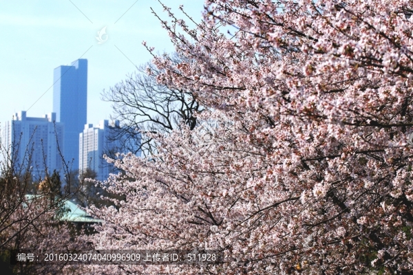 櫻花