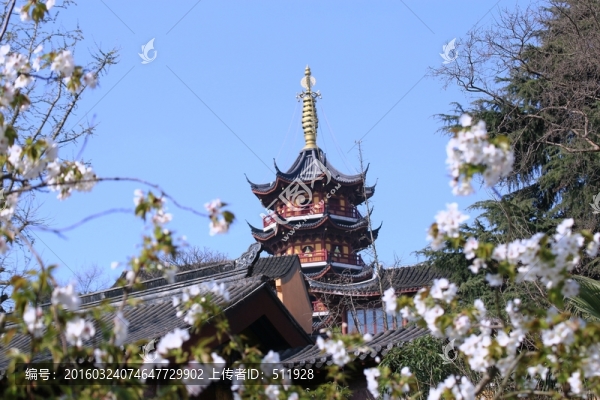 南京雞鳴寺櫻花