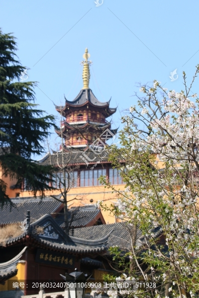 雞鳴寺櫻花
