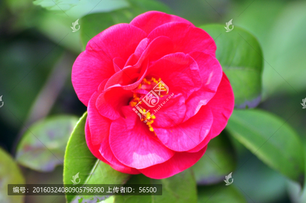 山茶花