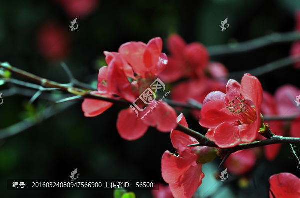 海棠花