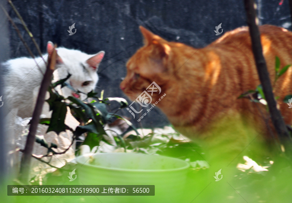 貓
