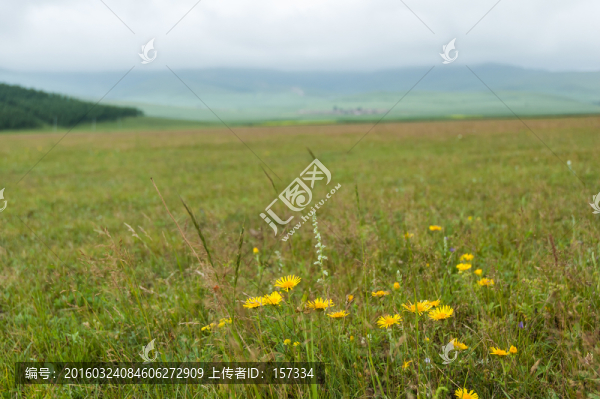 雛菊
