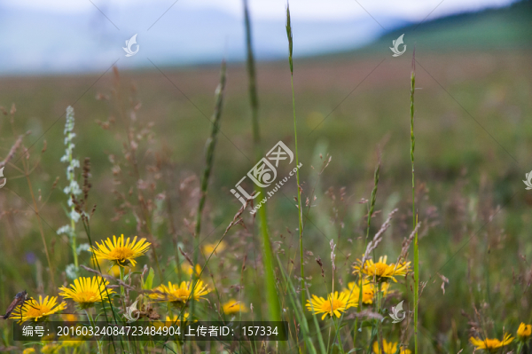 野花