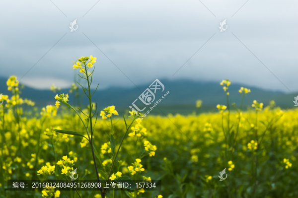草原春色