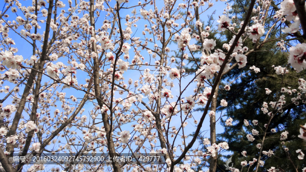 春天里,,繁花似錦