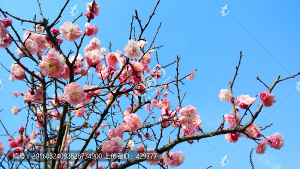 梅花