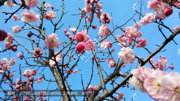 梅花