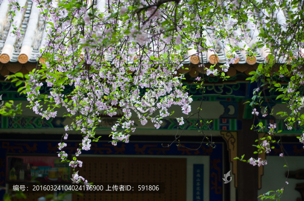 屋檐上的垂絲海棠