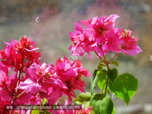 三角梅花
