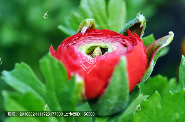 芹葉牡丹