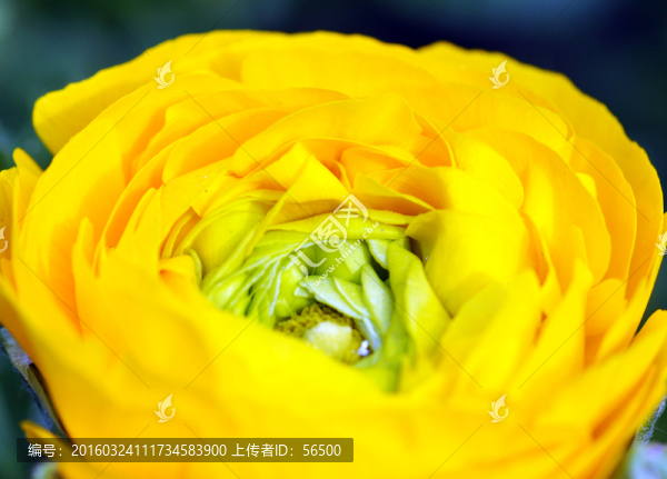 芹葉牡丹