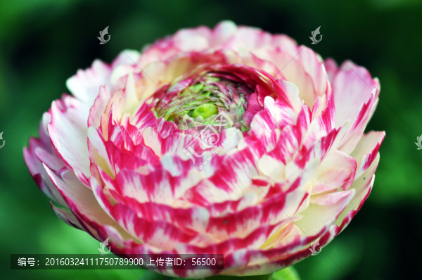 芹葉牡丹