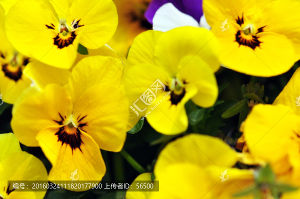 黃色小花