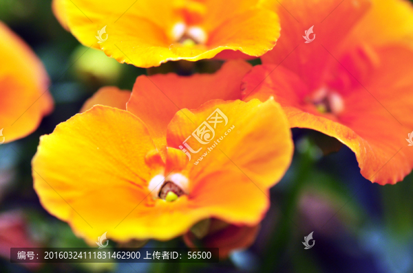 小花