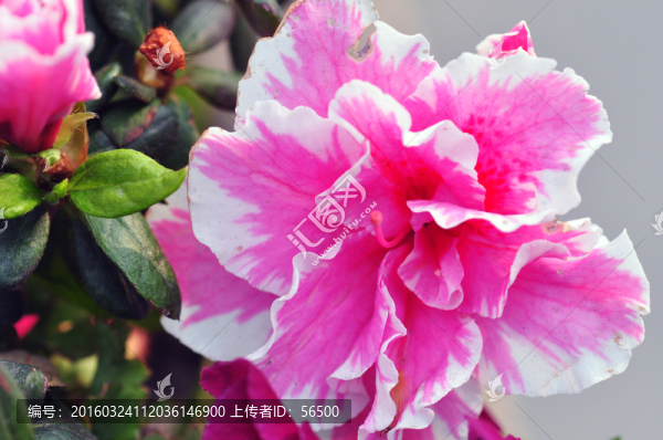 杜鵑花
