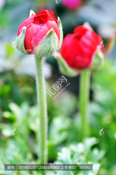芹葉牡丹