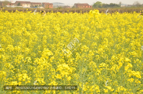 油菜花高清圖