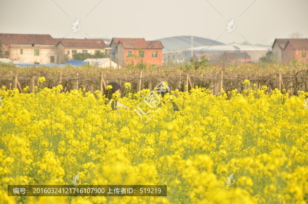 油菜花高清圖