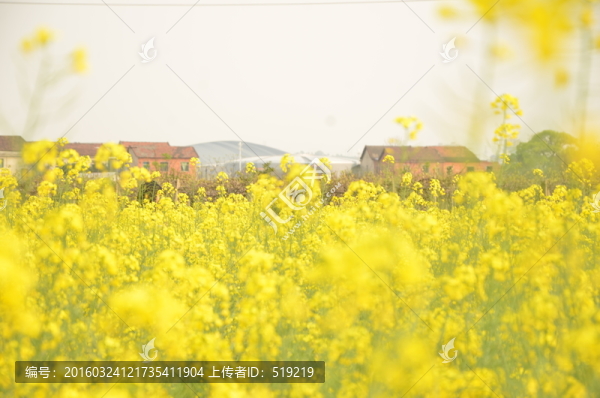 油菜花高清圖
