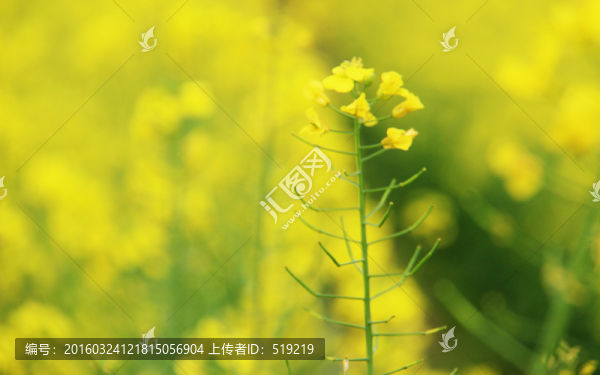 油菜花高清圖