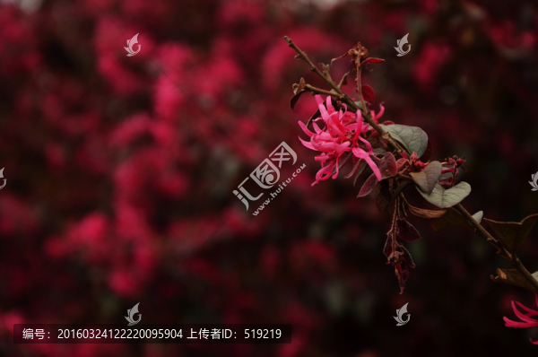 紅色花卉背景