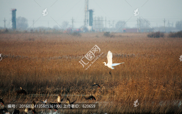 白鷺野鴨