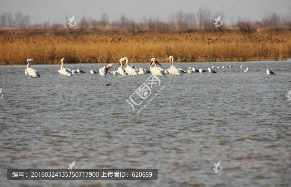 濕地野生鳥類