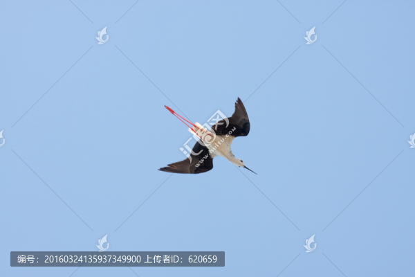 黑翅長(zhǎng)腳鷸