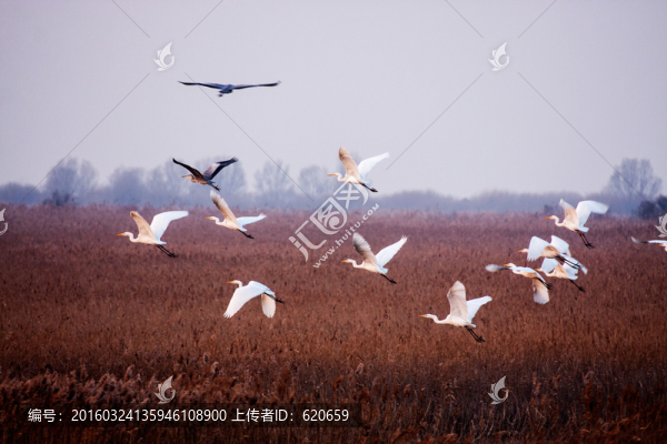 濕地鳥(niǎo)類