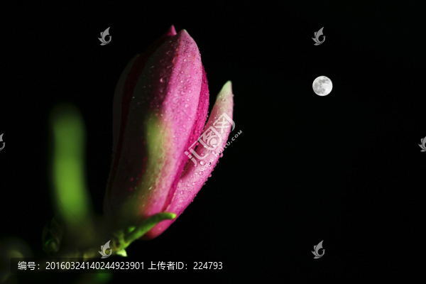 玉蘭與月亮