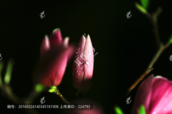 玉蘭花