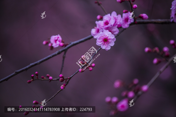 美人梅