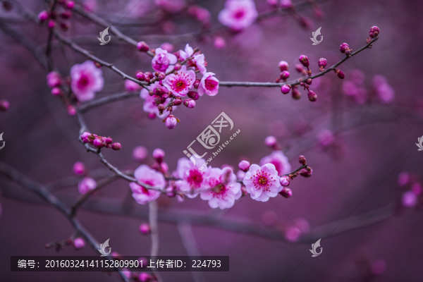 美人梅