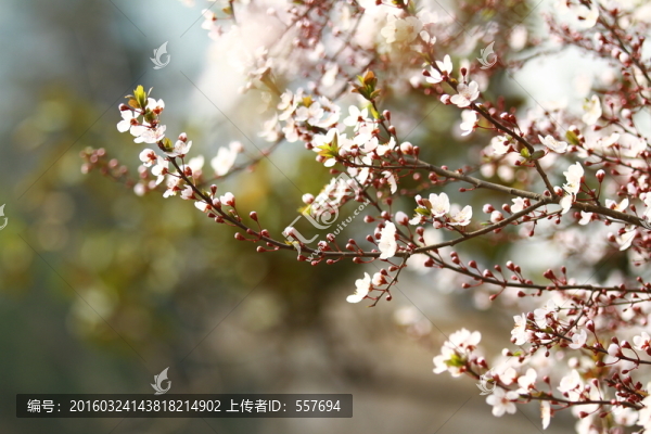 紅葉李