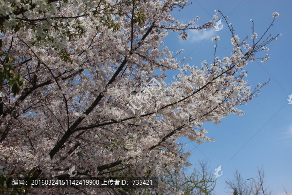 櫻花