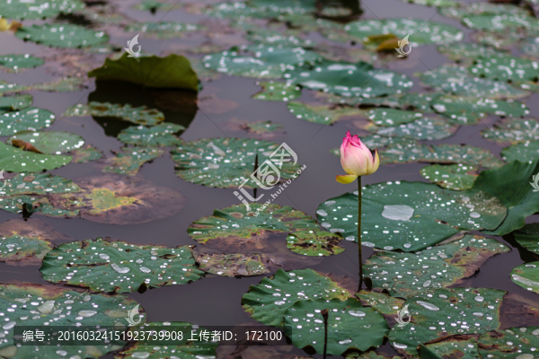 廣州番禺蓮花水鄉(xiāng)