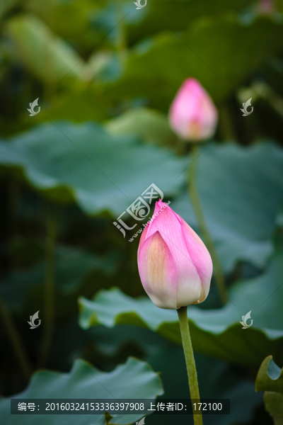 廣州番禺蓮花水鄉(xiāng)