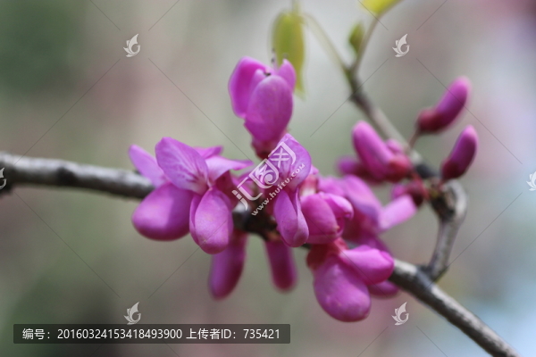 紫荊花