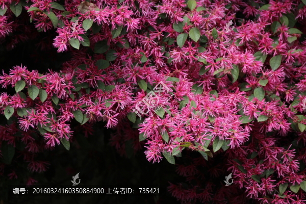 紅色花卉