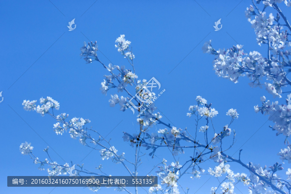 櫻花