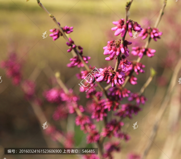 紫荊花