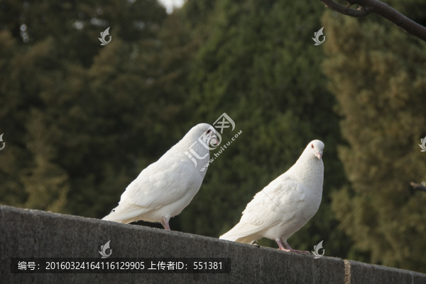 兩只鴿子