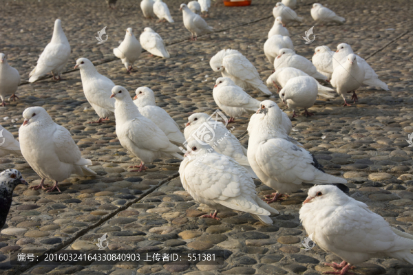 一群鴿子