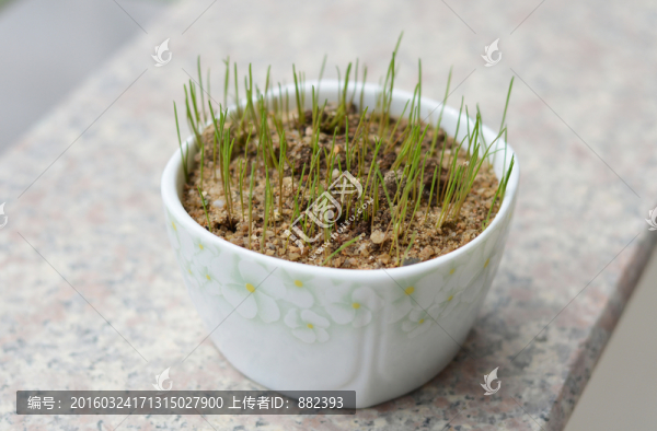 一小盆黑麥草草苗