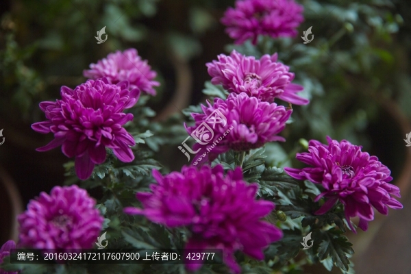 菊花,菊